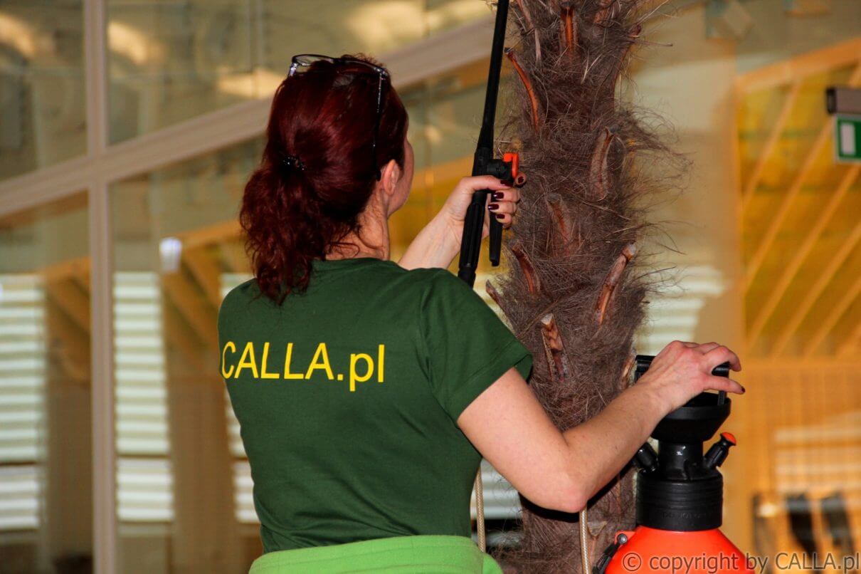 pielęgnacja CALLA wnętrza 3
