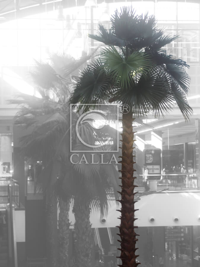 palma