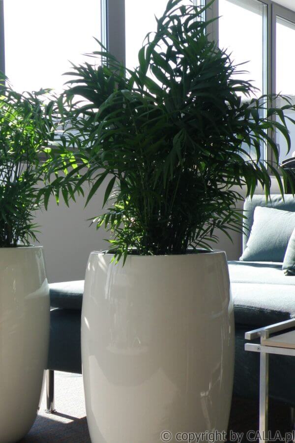 CALLA.pl ING 5